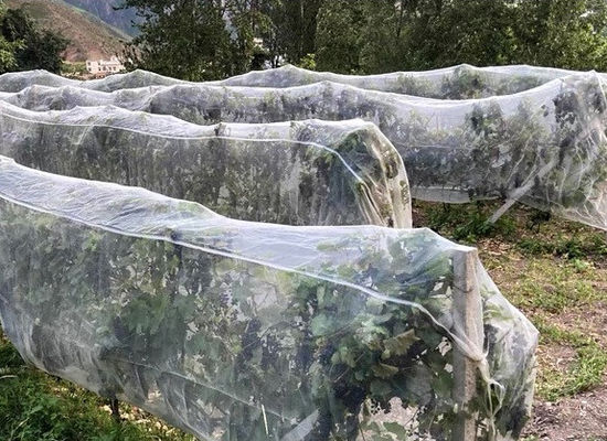 UV Protection Agriculture Insect Net Orchard Insect Mesh High Density Greenhouse Insect Net