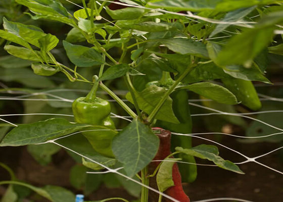Plant Climbing Net Vegetable Grow Up Support Net