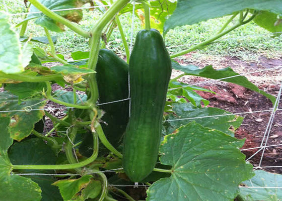 Plant Climbing Net Vegetable Grow Up Support Net