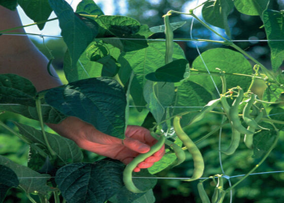 Plant Climbing Net Vegetable Grow Up Support Net