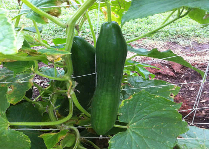Plant Climbing Net Vegetable Grow Up Support Net