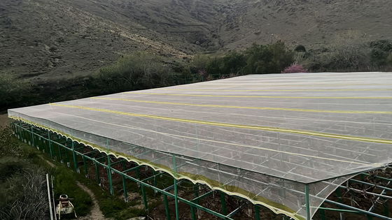 HDPE UV muamelesi yapılan böcek geçirmez tarım ağı yırtıcı dayanıklılık sağlar